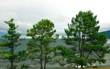 siberia dmfull01.jpg